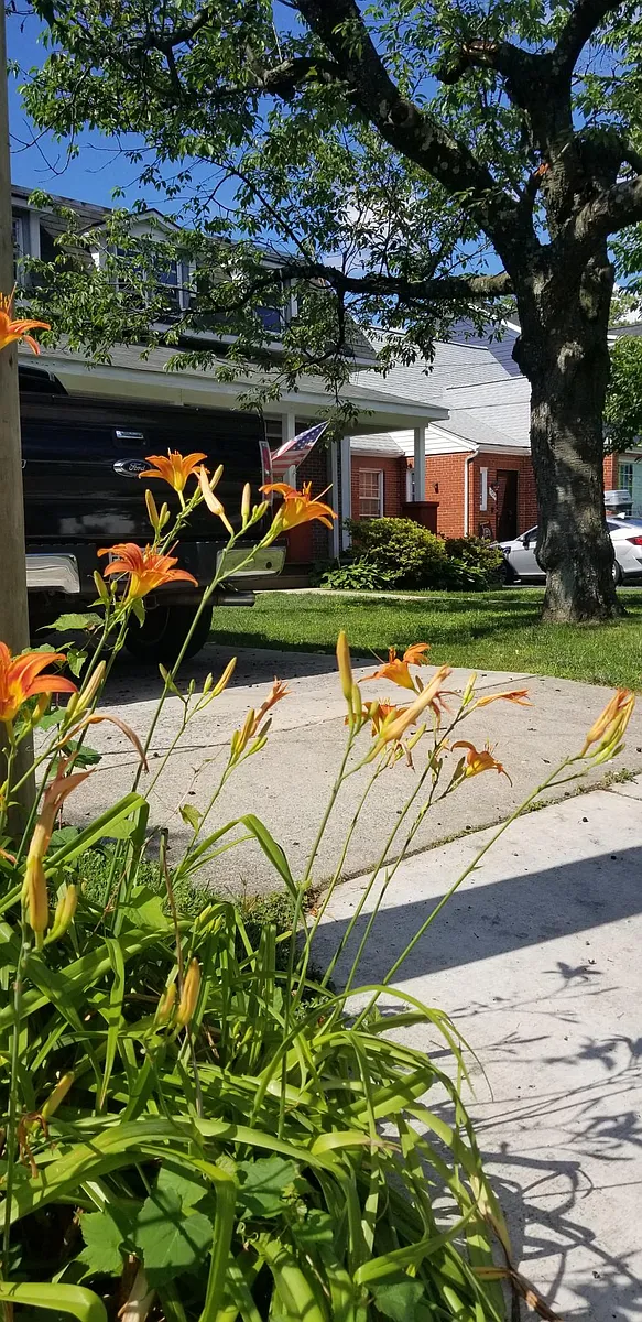 Street view Flowers - 732 Thayer Ave