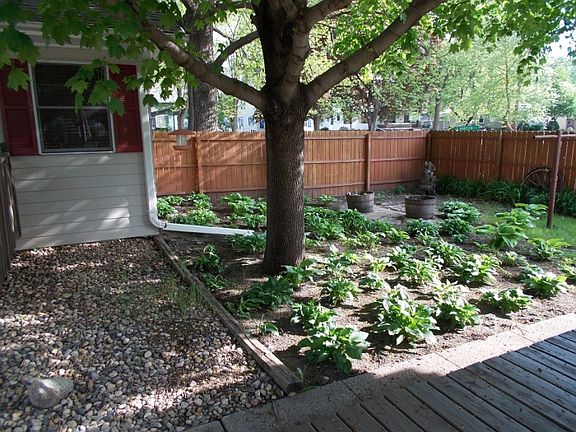 hosta garden