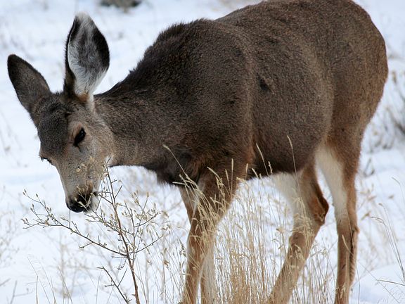 Deer near our front porch