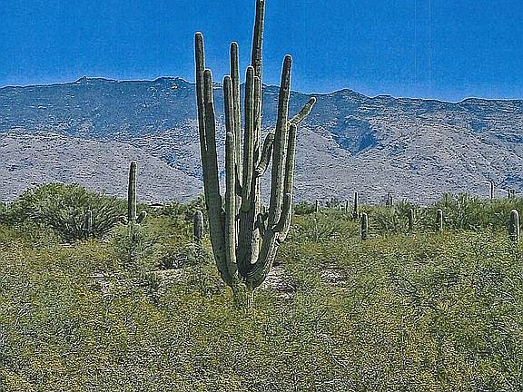 3rd image of Saguaro Cerro Ests #58