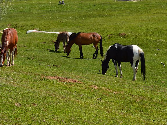 Pretty Ponies