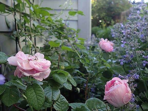 Roses survived winter