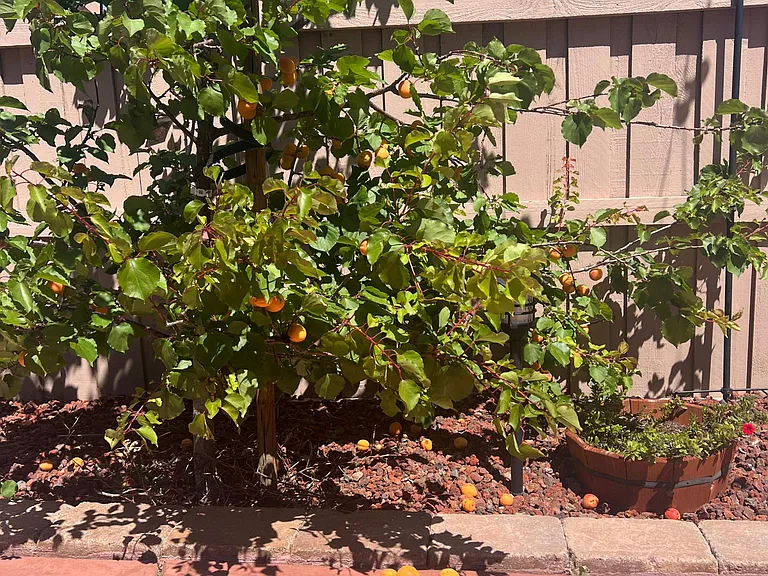 1429 S Wilshire Ave — Photo 45