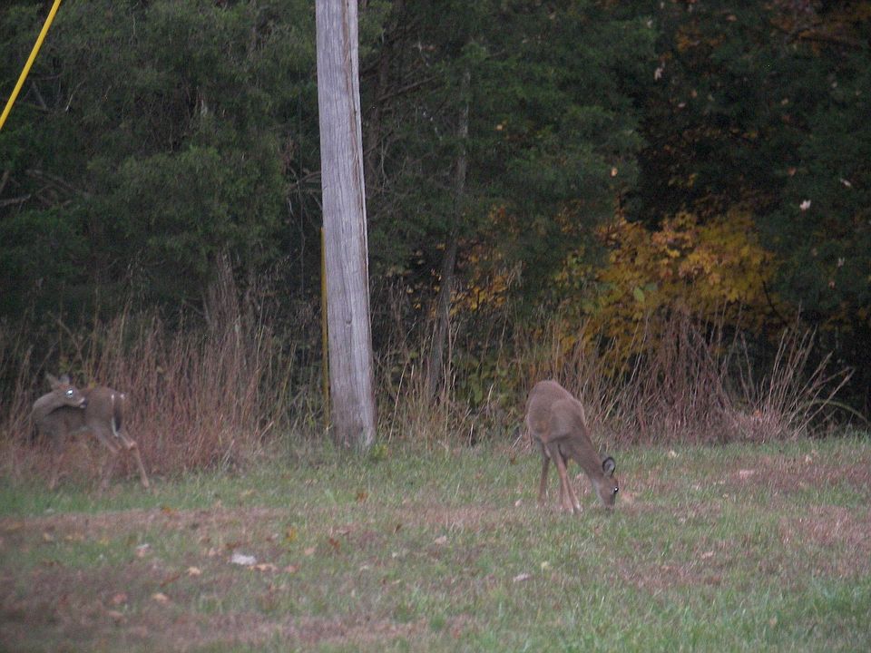 Doe Valley noted for the deer