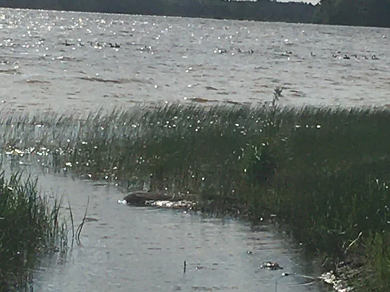 Lake on a cloudy day with wild life.