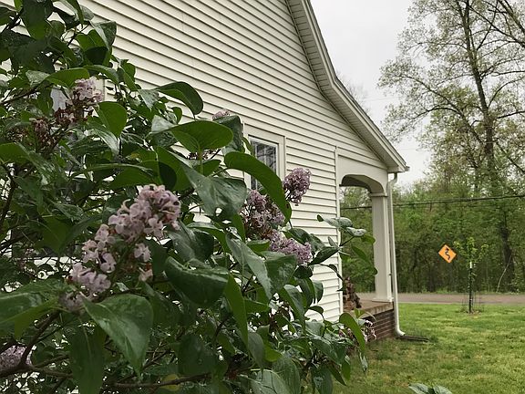 Lilac Bush at Side of House