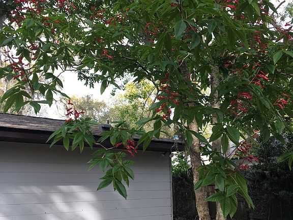 Red buckeye, spring 2018