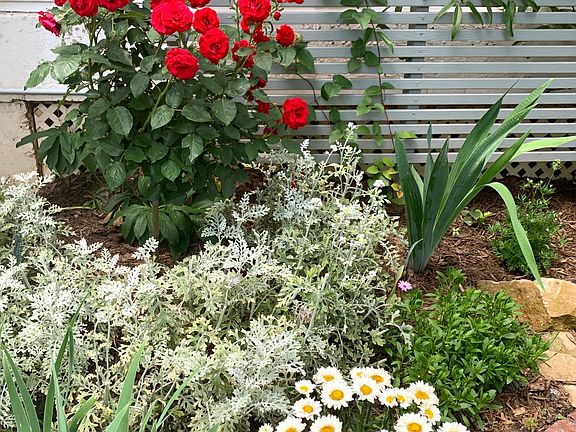 Many neighbors tend to beautiful flower gardens during the growing season. There are lots of irises, roses, and hydrangeas planted through-out the property.