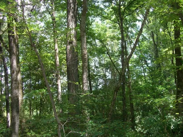 Track F Braswell Rd, Falkville, AL 35622