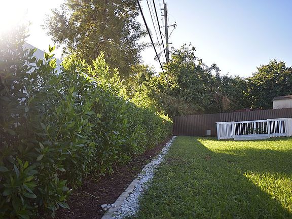 Green Buttonwood natives