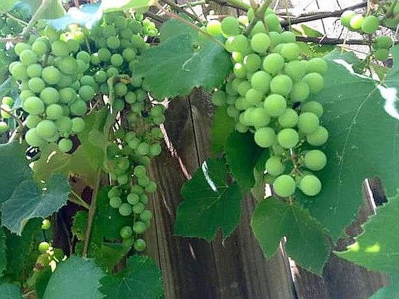 Grapevines Galore