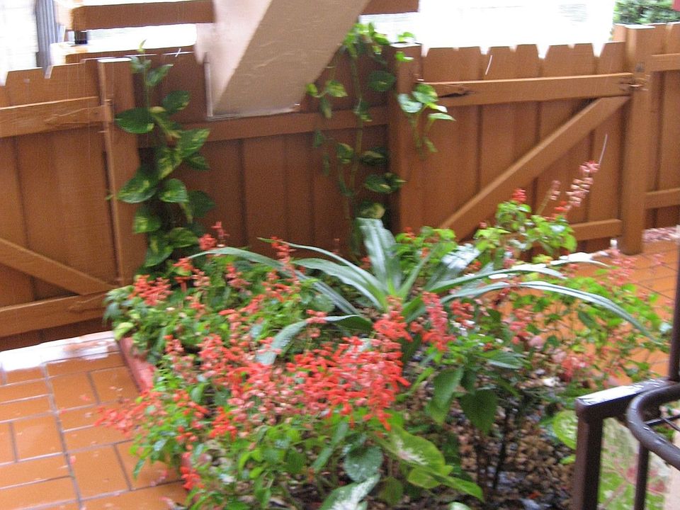 Garden- Entrance Walkway
