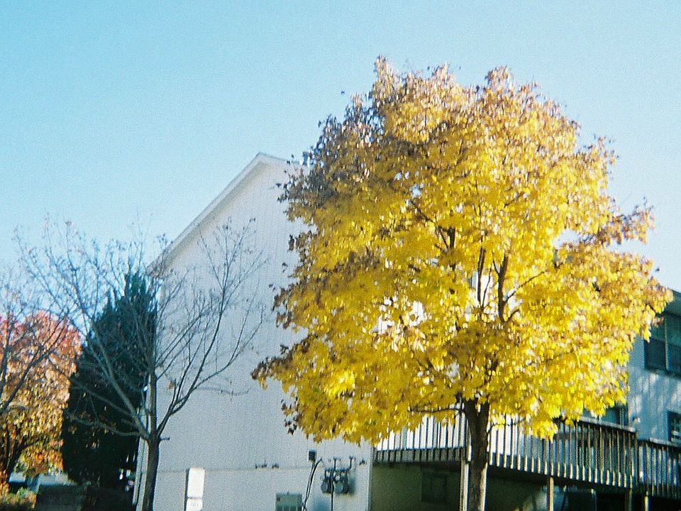 Fall at Devling Place