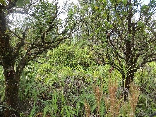 1st image of Menpachi St Lot 16
