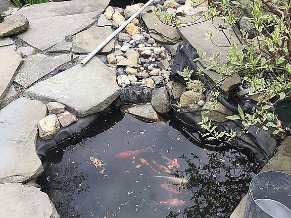 Koi pond