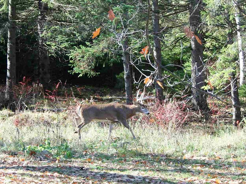 2nd image of Deer Tail Ln Lot 8