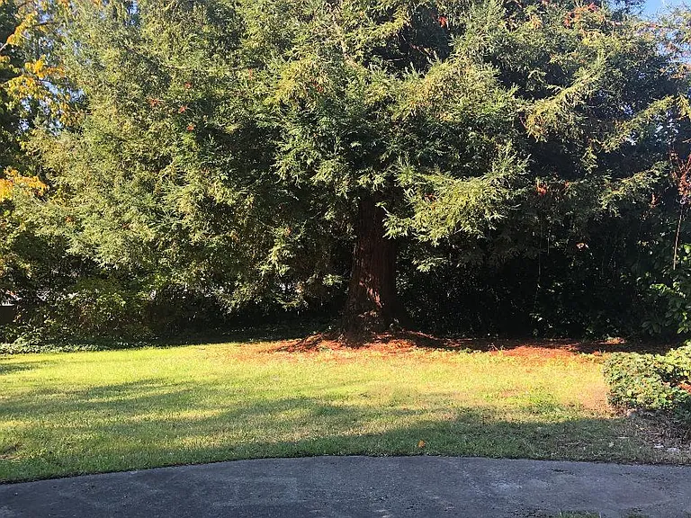Your yard