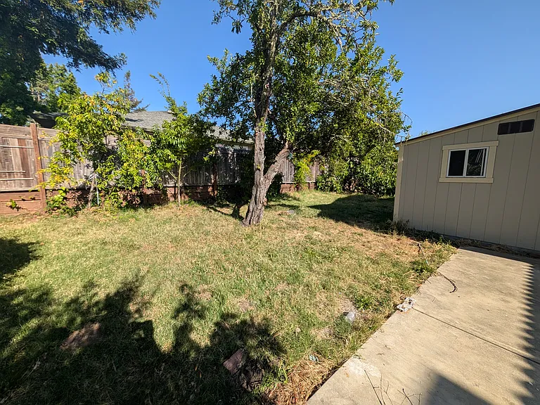 Backyard lawn with a plum tree