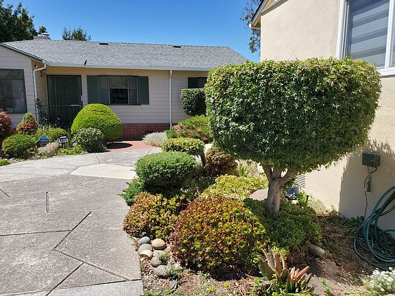 Courtyard and hedge trees