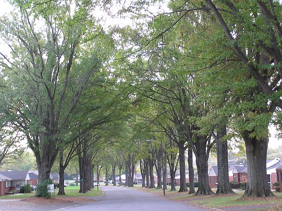 Shady Tree Lined Streets