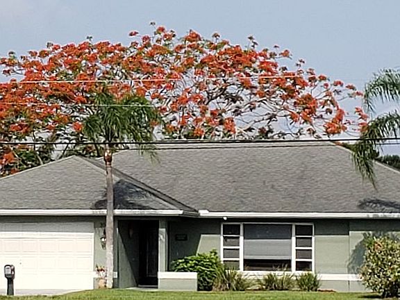 RoyalPoinciana tree in bloom