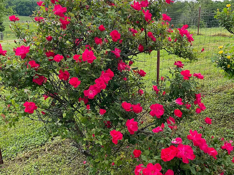 Roses off sun deck