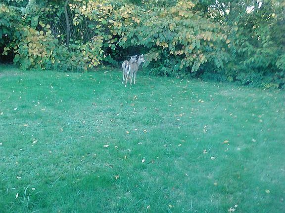 Local Visitors