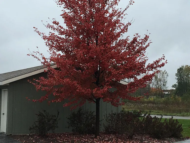 Fall....