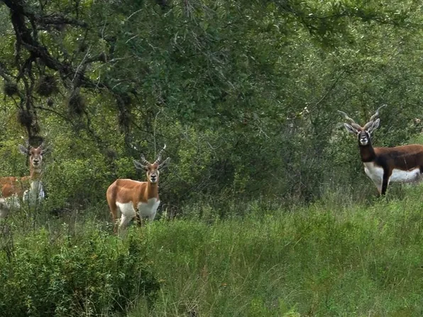 16 Summit Spring Ln, Johnson City, TX 78636