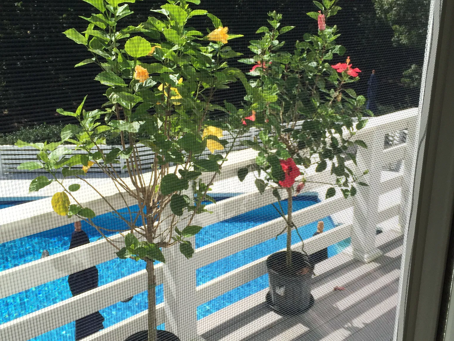 Pool & Tennis in Amagansett — Photo 2
