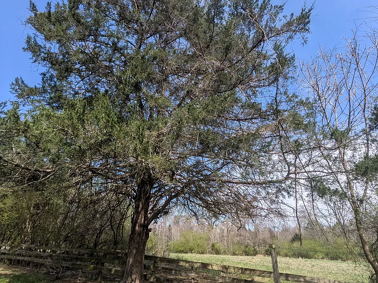 field views