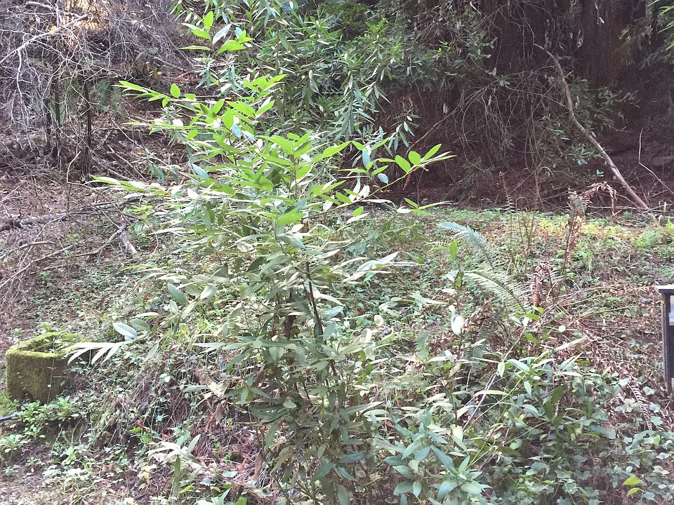 360 Blue Ridge Dr, Boulder Creek, CA 95006 Zillow