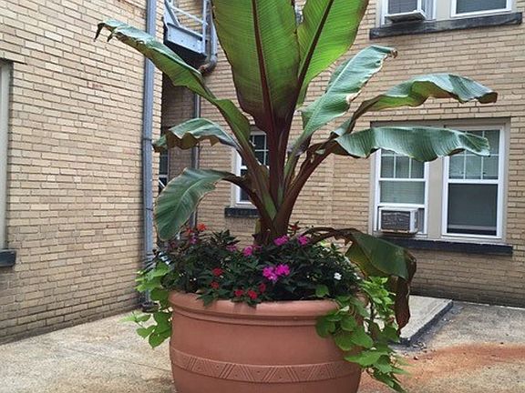 4th image of 1829 Courtland Ave APT 12