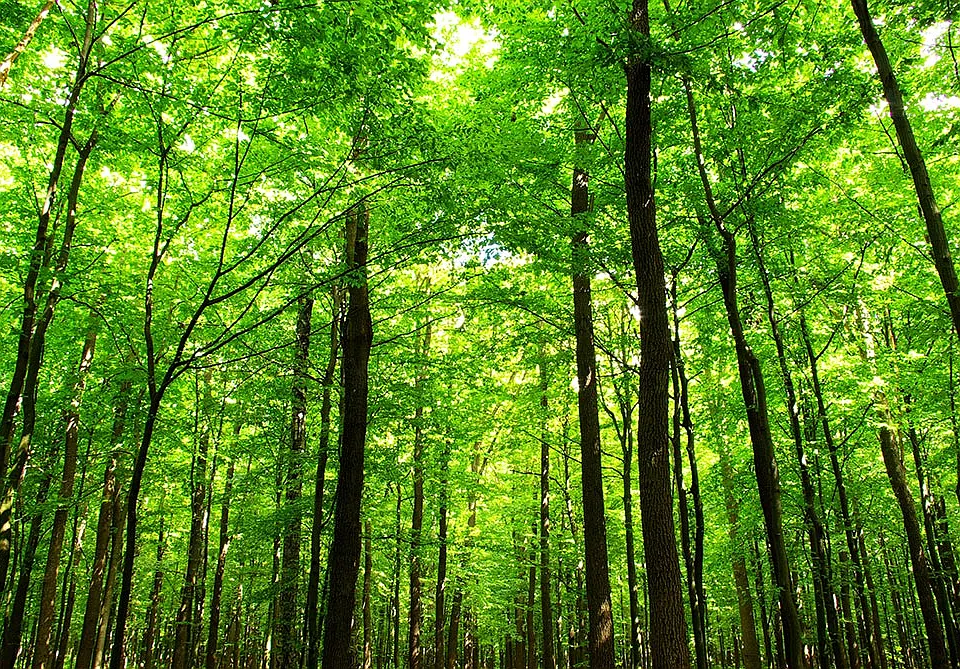 Tucked away among lush woodlands, youll find the quiet and f
