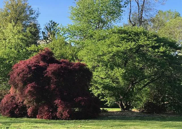 Japanese Maple in Yard
