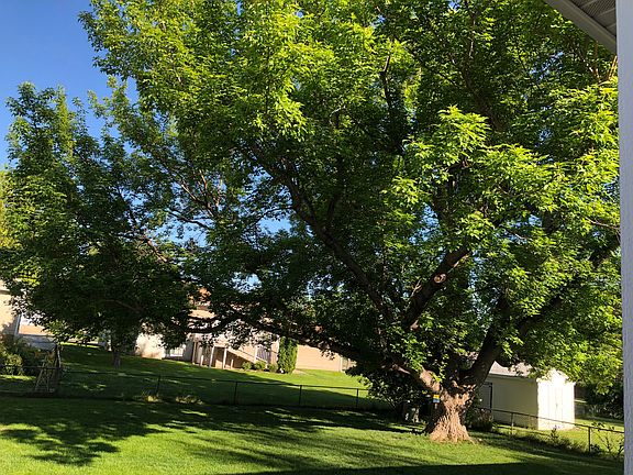 Backyard - Large Shade Tree