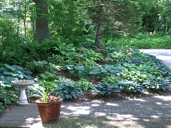 Hosta Garden