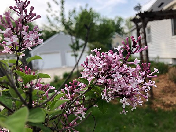 Lilac bushes 