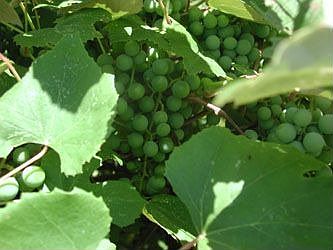 Grapes, 2 fruit trees