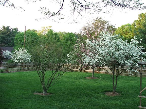 Back yard