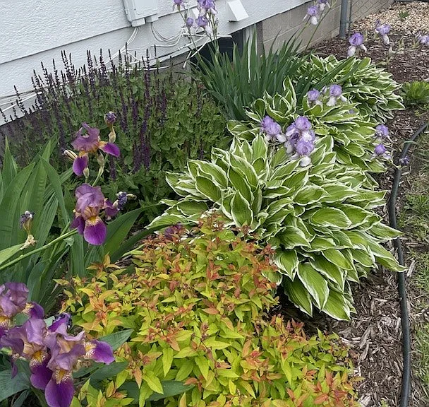 Flowers in backyard