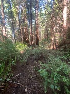 2882 Wood Gulch Rd, Eureka, CA, 95503