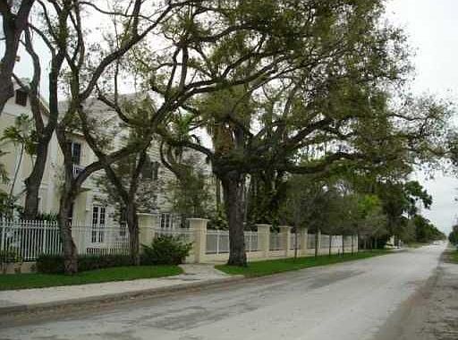 100 Year Old Oaks