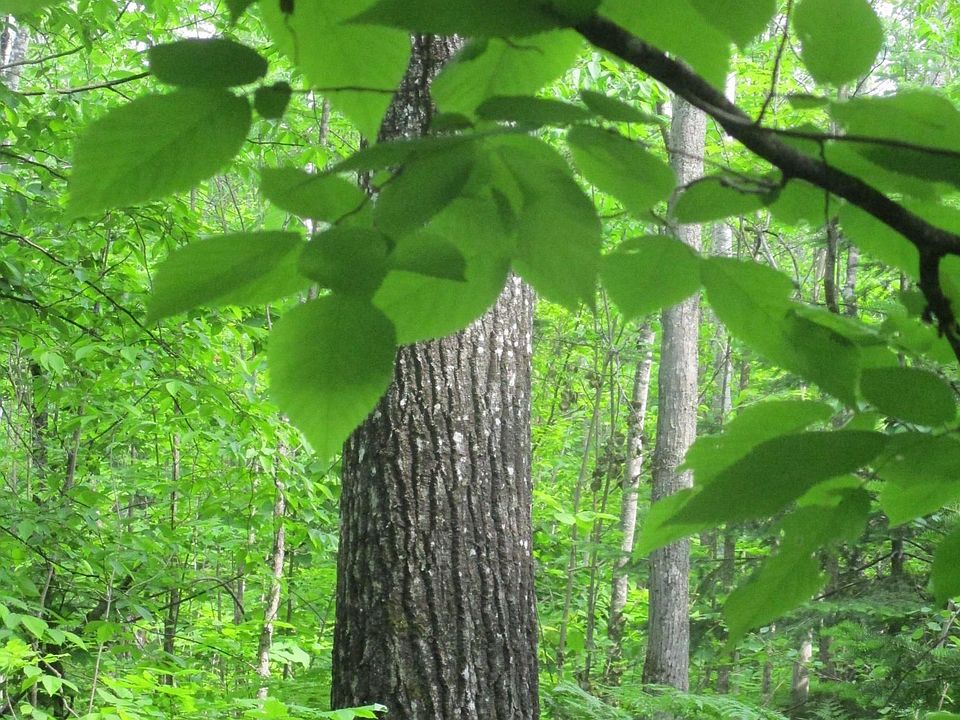 2nd image of 33415 N Firesteel Rd