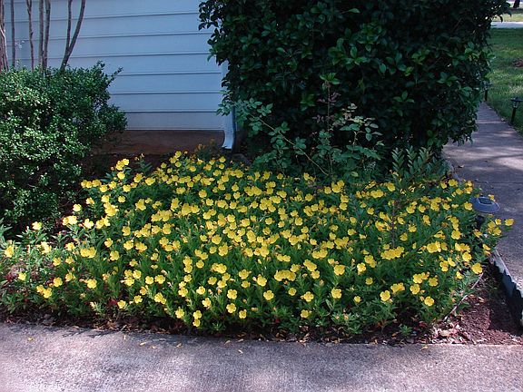 Flower beds all around