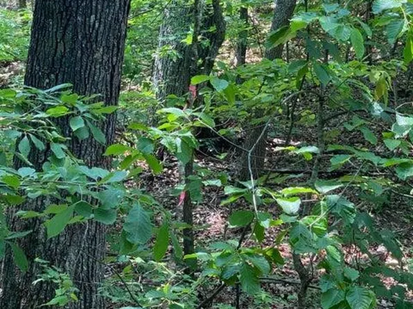 Goose Creek Rd, Seymour, TN 37865