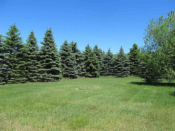 Mature spruce and pines