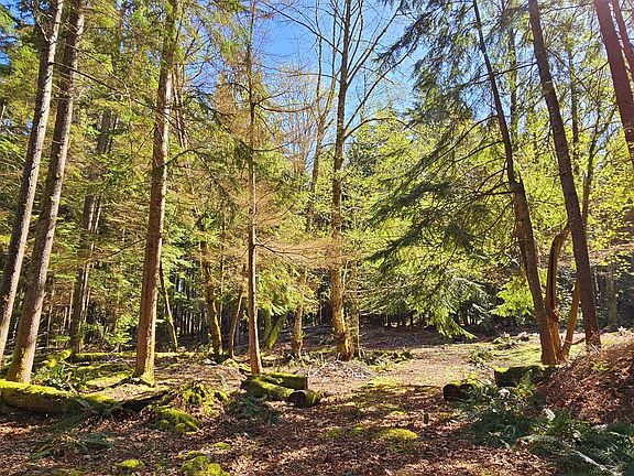 3rd image of LOT 8 Mountain Rd