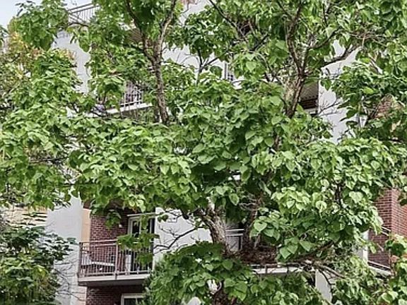 Beautiful trees align your Lafayette Street home all the way to Washington Park where one can enjoy rented water sports boats, bicycles, and covered 2 or 4 person bicycle carriages. Per city of Denver, hand-launched boats require NO permits to launch at