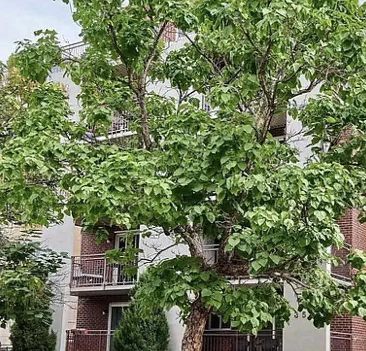 Beautiful trees align your Lafayette Street home all the way to Washington Park where one can enjoy rented water sports boats, bicycles, and covered 2 or 4 person bicycle carriages. Per city of Denver, hand-launched boats require NO permits to launch at